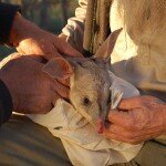 Bilby man 1