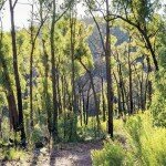 Np nsw