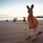 Mackayroo