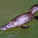 Eungella platypus