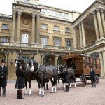 Wanderer at buck palace
